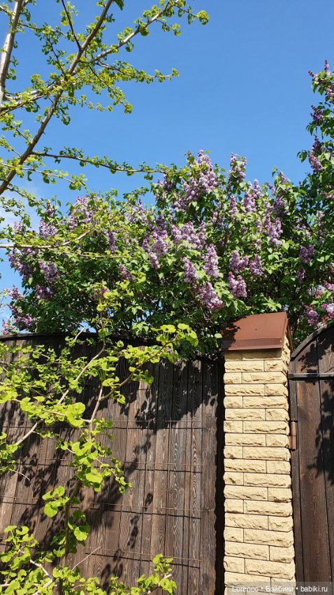 30 апреля, +24°. Весна в Ростове-на-Дону. Я здесь живу