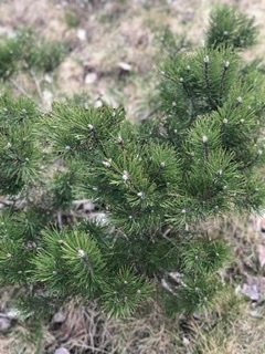 Rabery и холодная финская весна