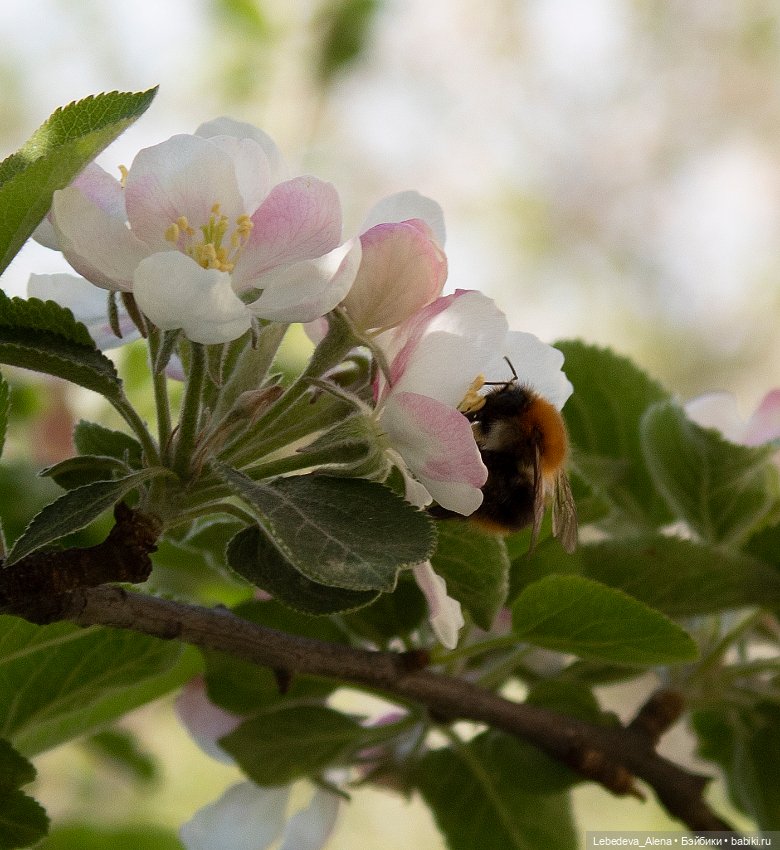 Мои витаминки — Куклы Fairyland (ФэйриЛэнд): BJD (БЖД) (фото 9)