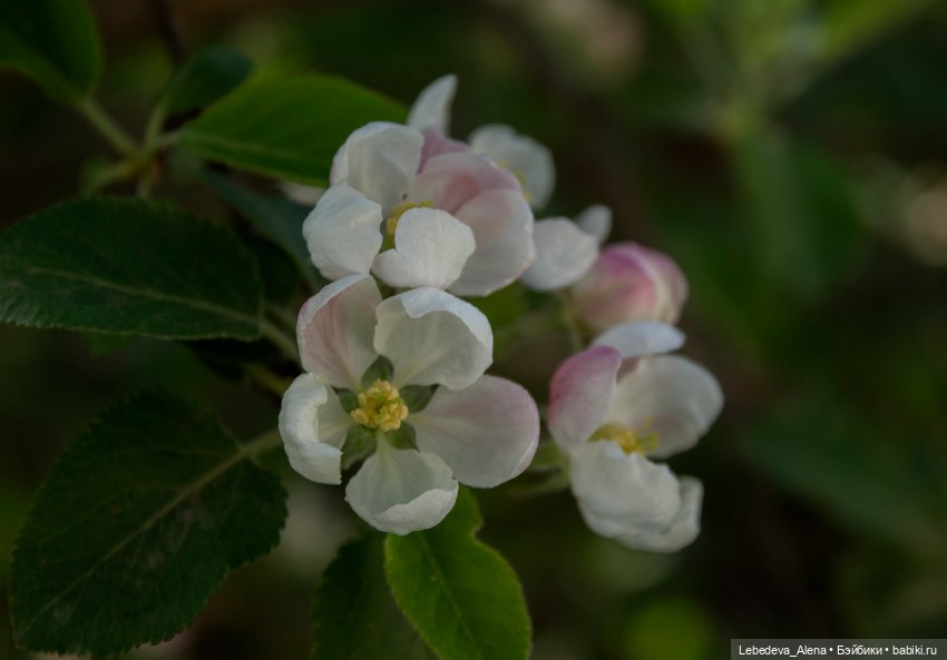 Мои витаминки — Куклы Fairyland (ФэйриЛэнд): BJD (БЖД) (фото 8)