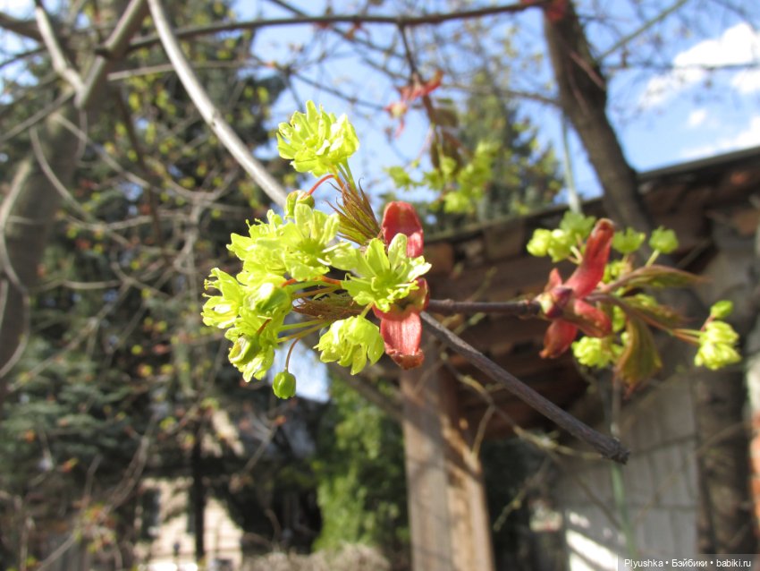 На даче — Портретные куклы знаменитостей: звезды кино
