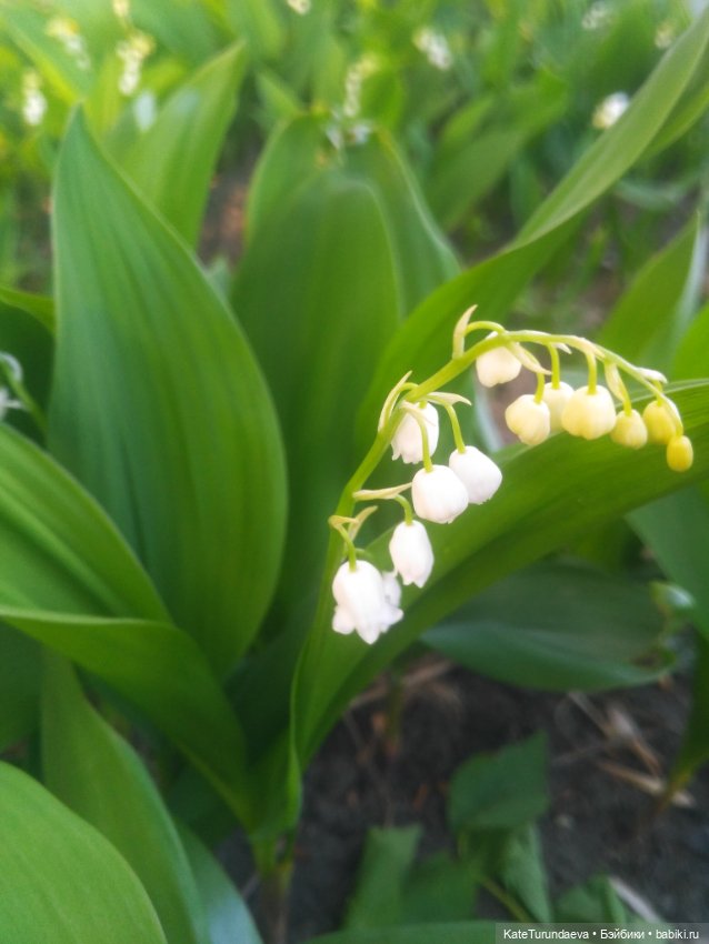 Как упаковать куклу — Болталка и разговоры обо всем: жизнь (фото 5)