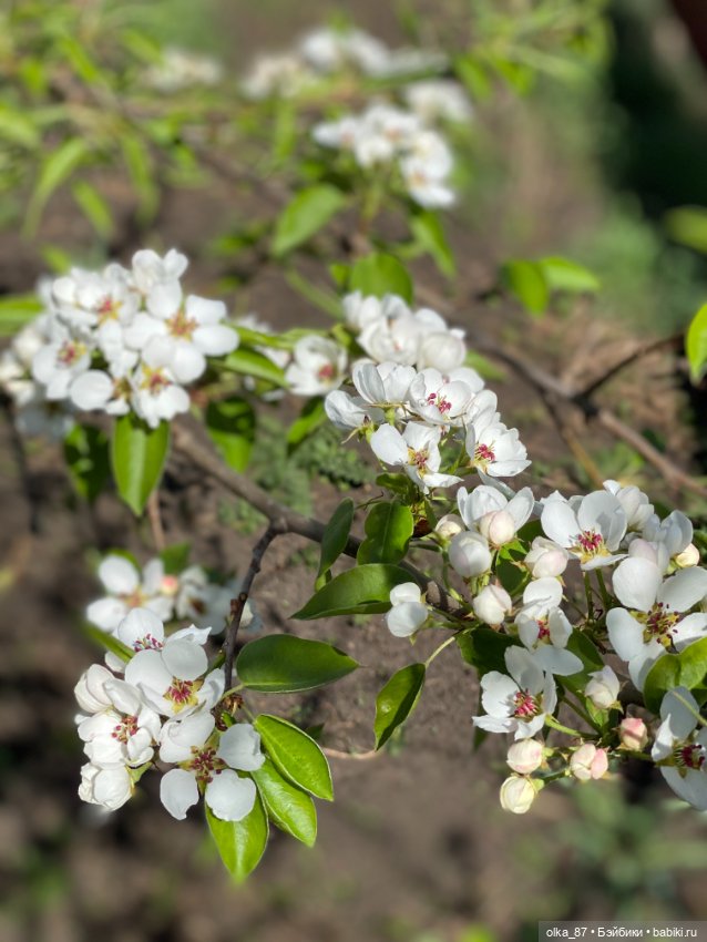 Девчата... Патти и Элла — Куклы Meadow dolls (Медовушки): BJD (БЖД)