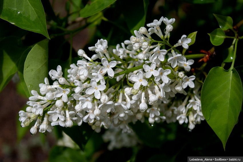 С Днем Победы — Болталка и разговоры обо всем: жизнь (фото 8)