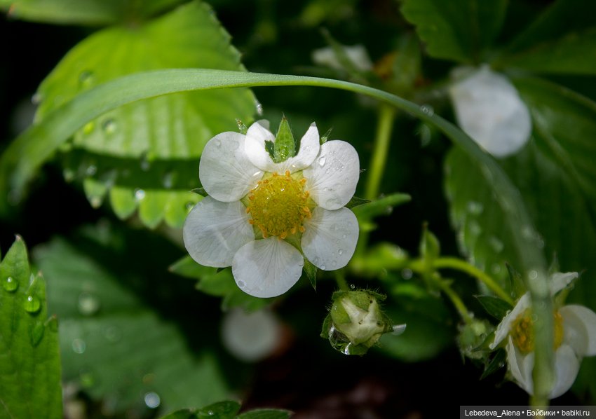 С Днем Победы — Болталка и разговоры обо всем: жизнь