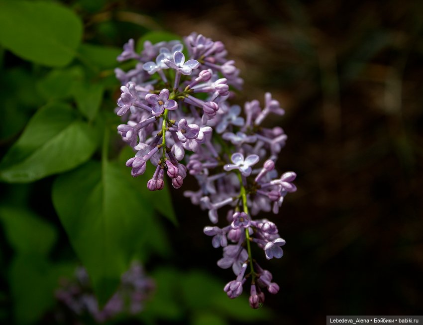 С Днем Победы — Болталка и разговоры обо всем: жизнь (фото 7)