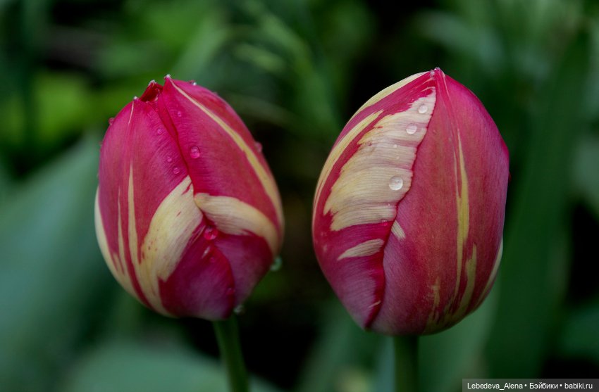 С Днем Победы — Болталка и разговоры обо всем: жизнь (фото 4)