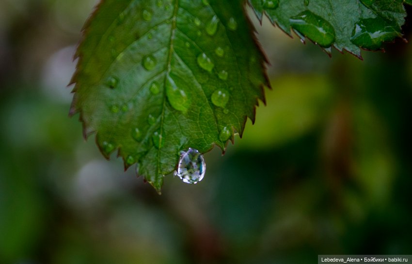 С Днем Победы — Болталка и разговоры обо всем: жизнь (фото 2)