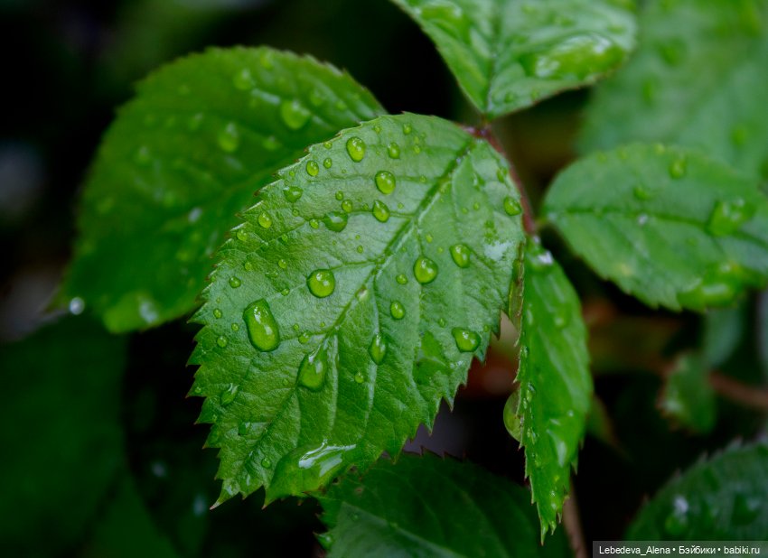 С Днем Победы — Болталка и разговоры обо всем: жизнь