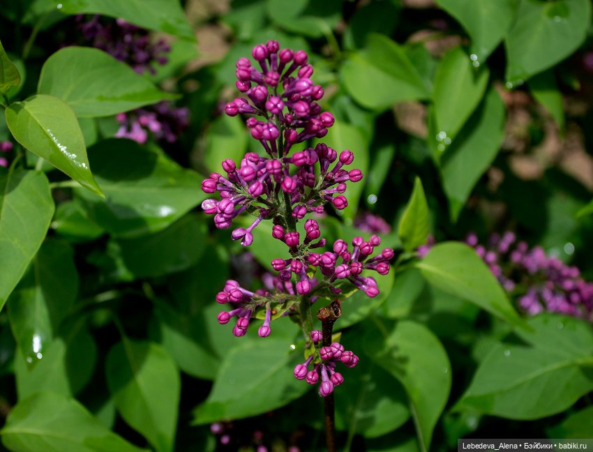 С Днем Победы — Болталка и разговоры обо всем: жизнь (фото 6)