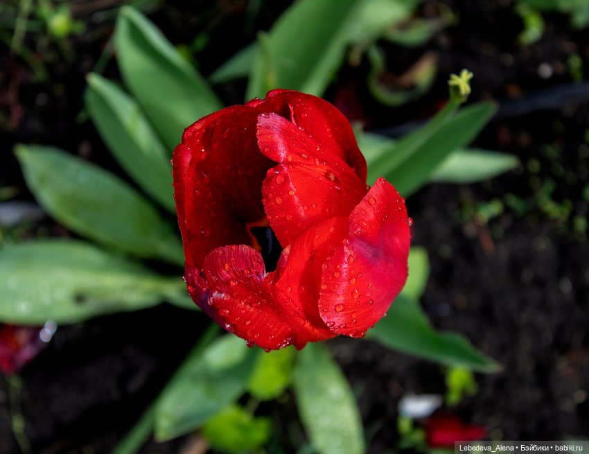 С Днем Победы — Болталка и разговоры обо всем: жизнь (фото 3)