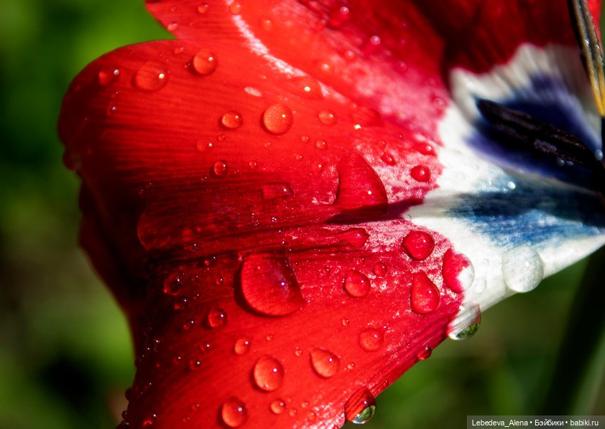 С Днем Победы — Болталка и разговоры обо всем: жизнь (фото 10)