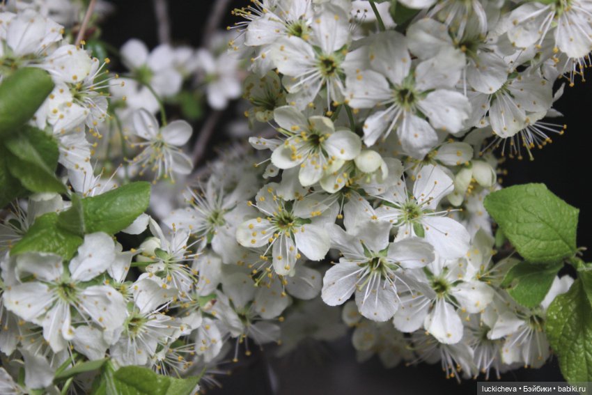 Файлин и Последний Лепесток (фото 2)