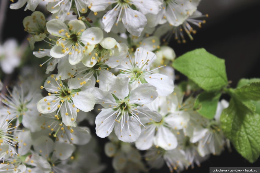 Файлин и Последний Лепесток
