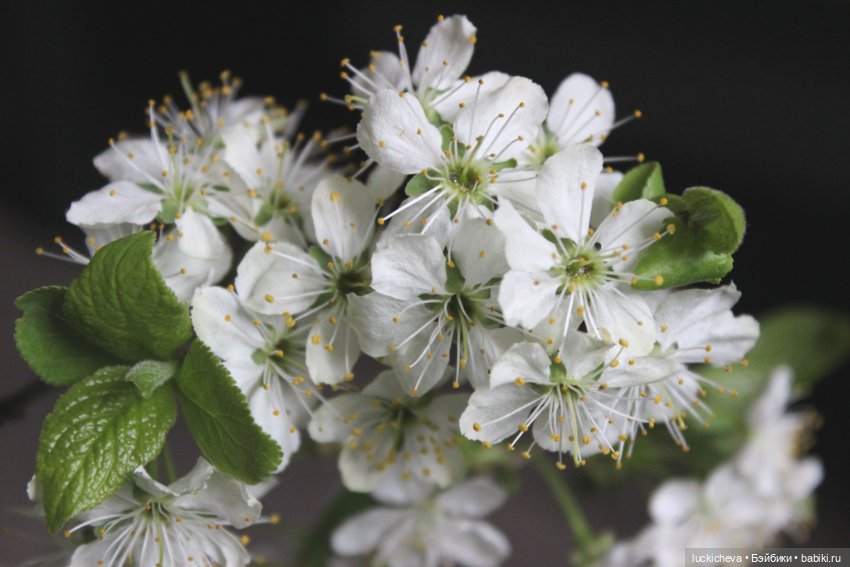 Файлин и Последний Лепесток (фото 3)
