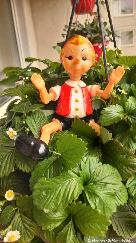 Буратино и чиполлино. Балконная история