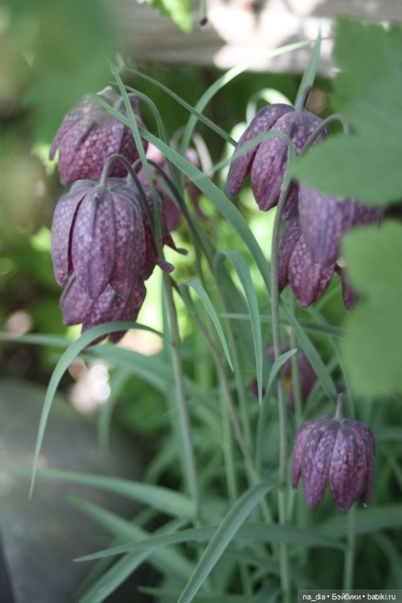 Весна, жара, цветочки. Софи и Лео на даче