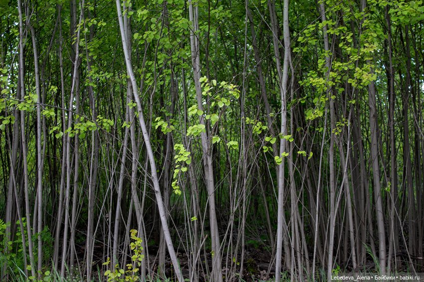Эльфы тоже хотят гулять — Куклы Fairyland (ФэйриЛэнд): BJD (БЖД)