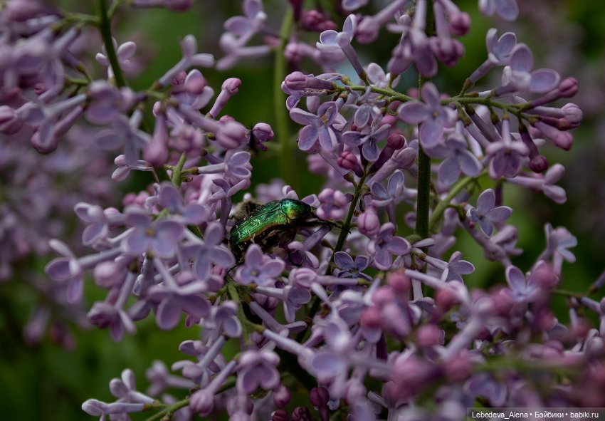 Эльфы тоже хотят гулять — Куклы Fairyland (ФэйриЛэнд): BJD (БЖД) (фото 7)