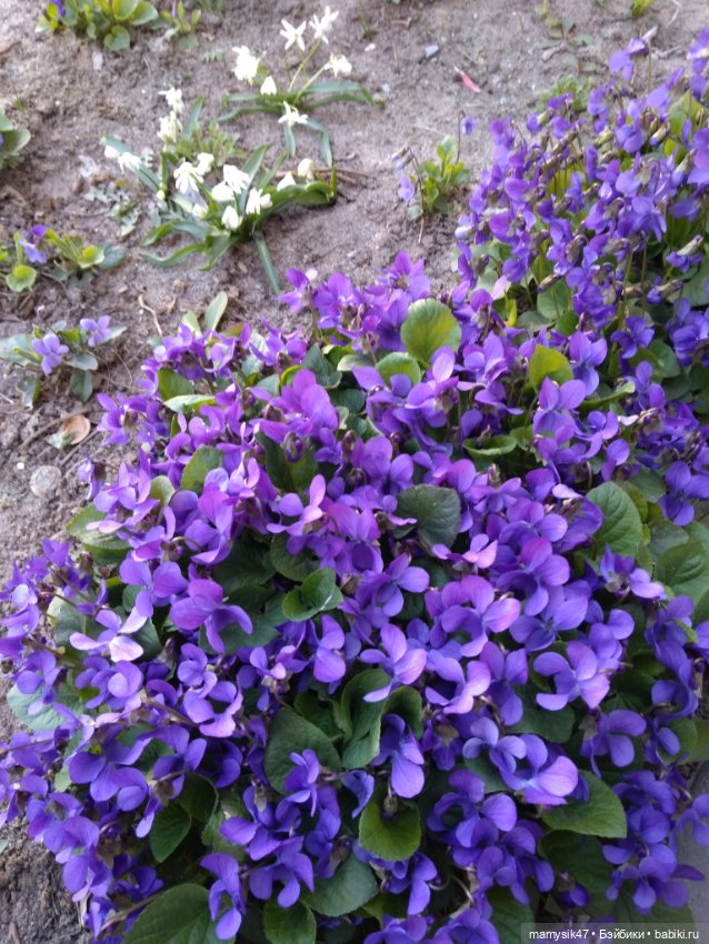 День медсестры — Болталка и разговоры обо всем: жизнь (фото 3)