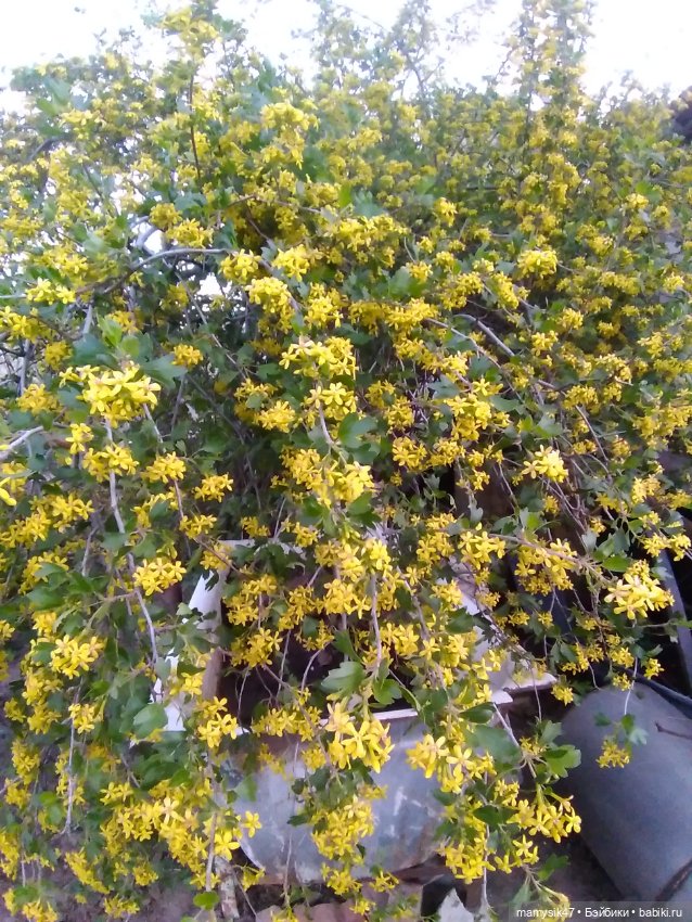 День медсестры — Болталка и разговоры обо всем: жизнь (фото 2)