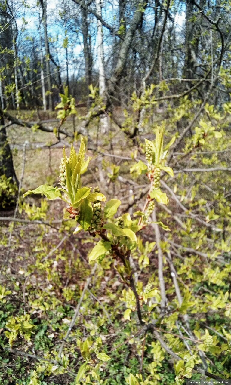 Поздравлялка Меня — Болталка и разговоры обо всем: жизнь (фото 10)