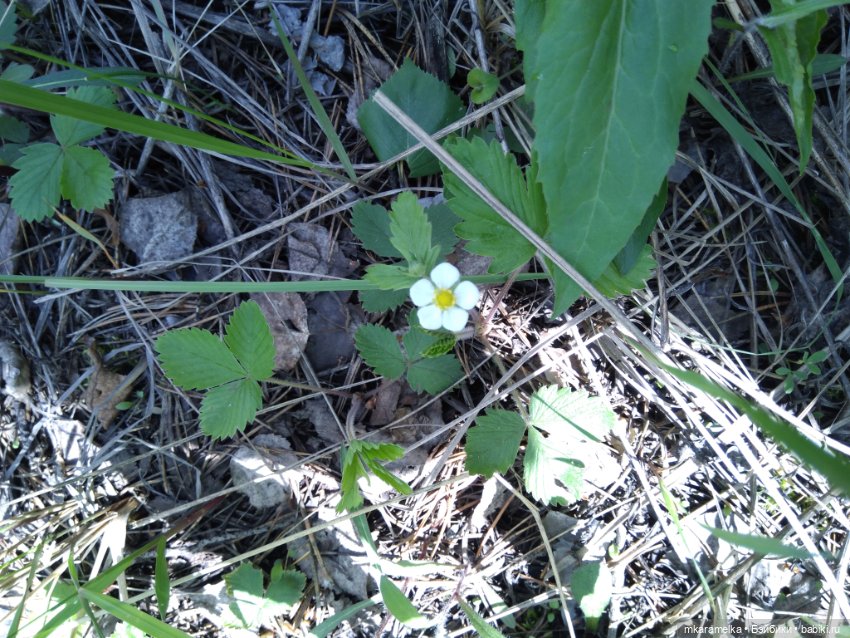 Как к нам приехала Эшли — Фотоистории с куклами BJD (БЖД): сериалы (фото 5)