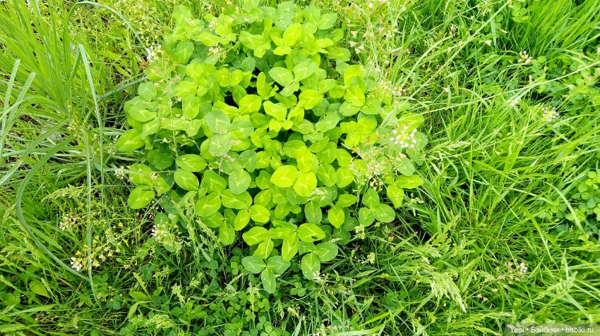 Прогулка сегодня: солнышко и дождик