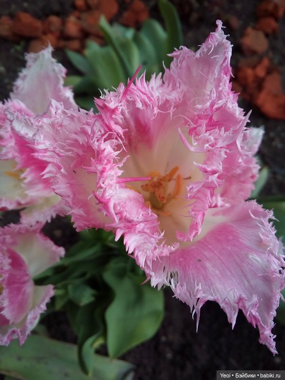 Прогулка сегодня: солнышко и дождик (фото 3)