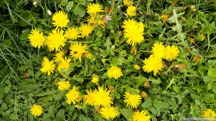 Прогулка сегодня: солнышко и дождик (фото 5)