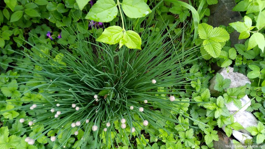 Прогулка сегодня: солнышко и дождик