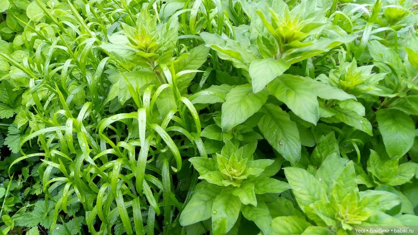 Прогулка сегодня: солнышко и дождик