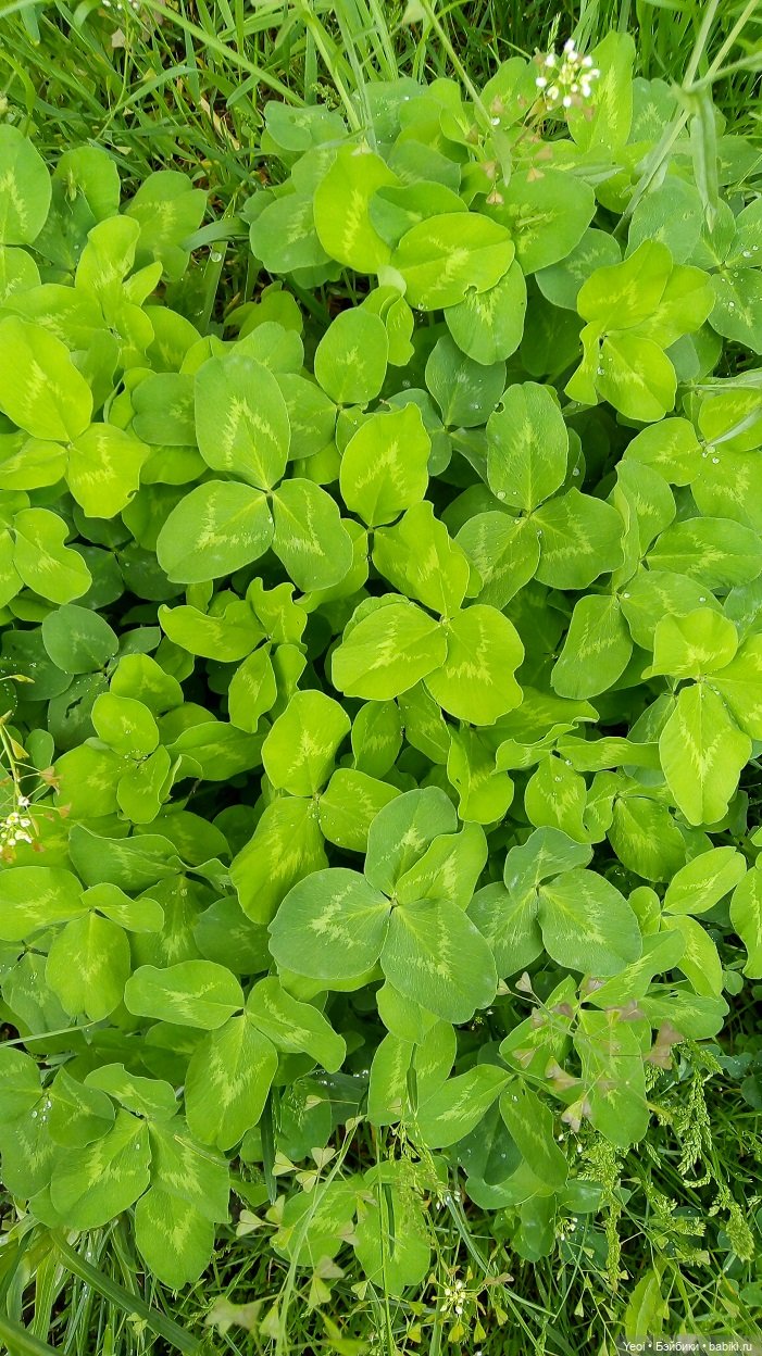 Прогулка сегодня: солнышко и дождик