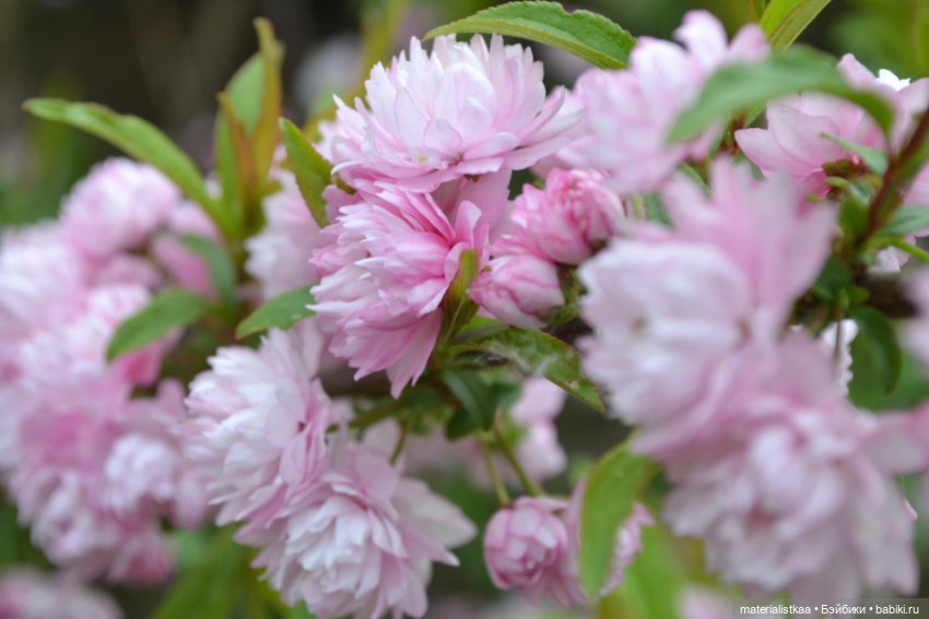 Весеннее цветение — Домашние фото авторских кукол: личные коллекции (фото 5)