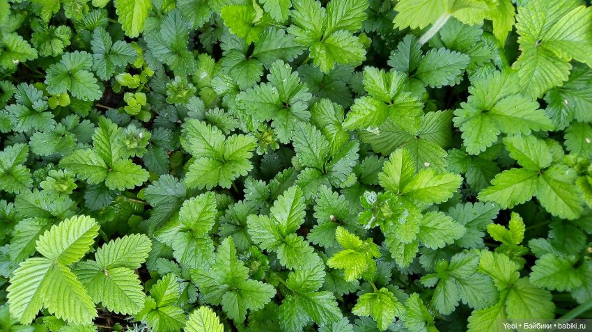 Прогулка сегодня: солнышко и дождик