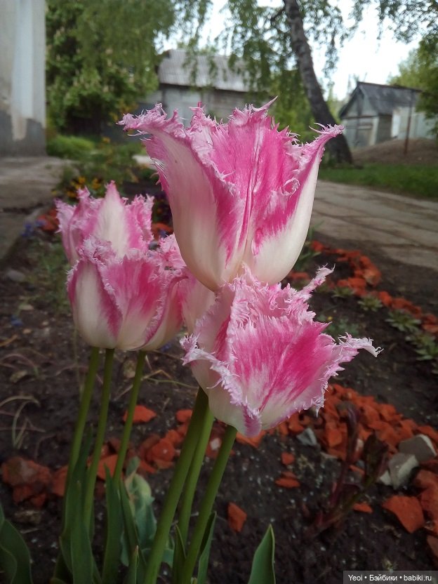 Прогулка сегодня: солнышко и дождик (фото 4)