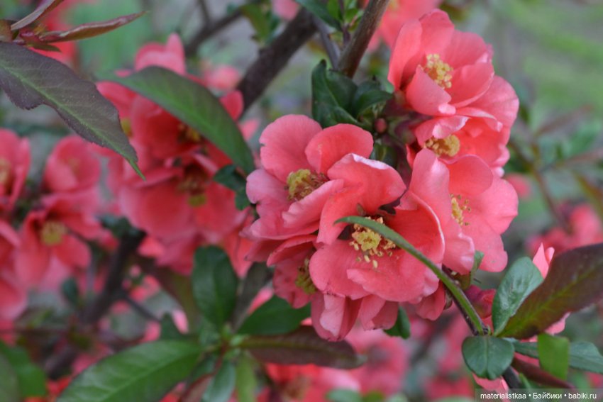 Весеннее цветение — Домашние фото авторских кукол: личные коллекции