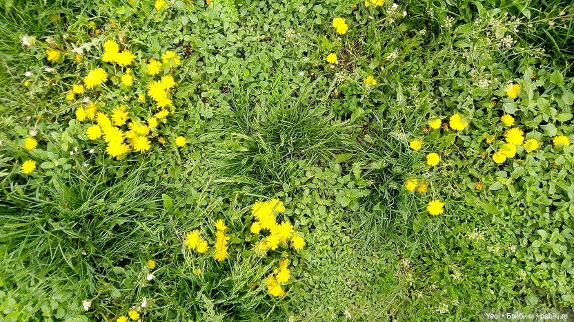 Прогулка сегодня: солнышко и дождик (фото 7)