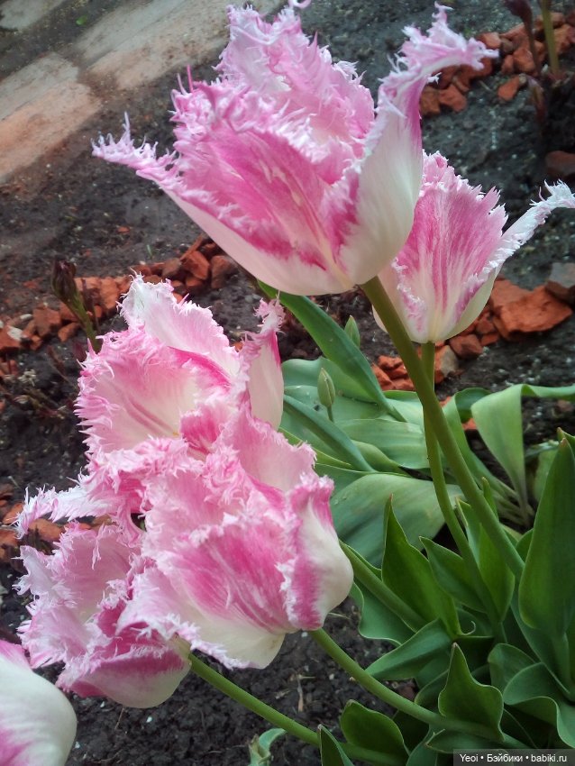 Прогулка сегодня: солнышко и дождик