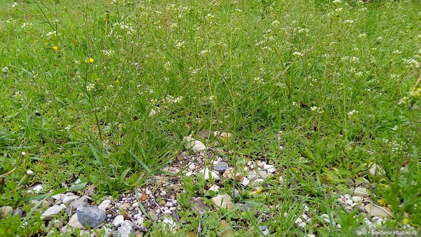 Прогулка сегодня: солнышко и дождик