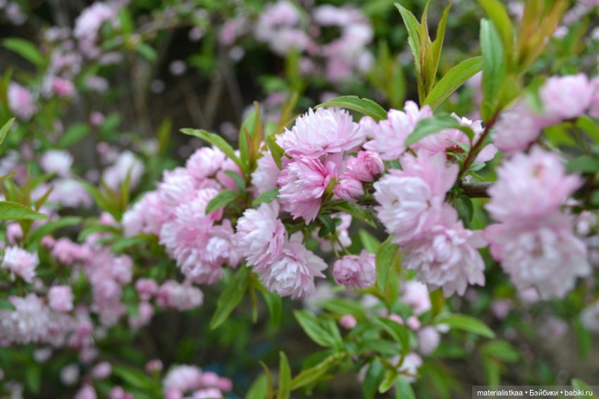 Весеннее цветение — Домашние фото авторских кукол: личные коллекции (фото 6)