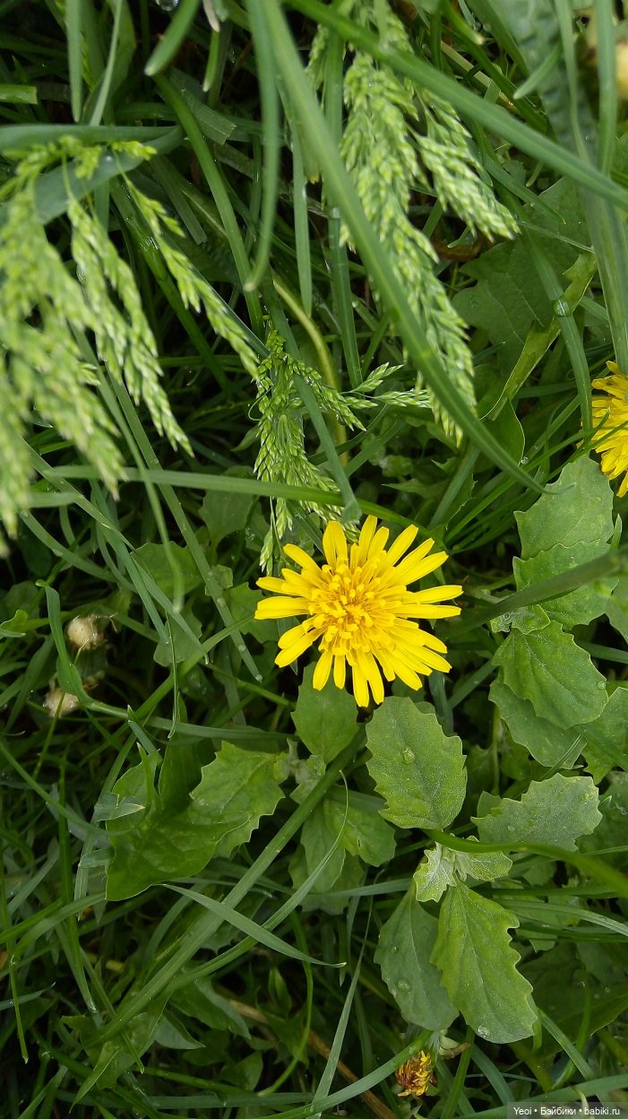 Прогулка сегодня: солнышко и дождик (фото 9)