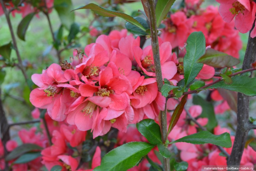 Весеннее цветение — Домашние фото авторских кукол: личные коллекции (фото 3)