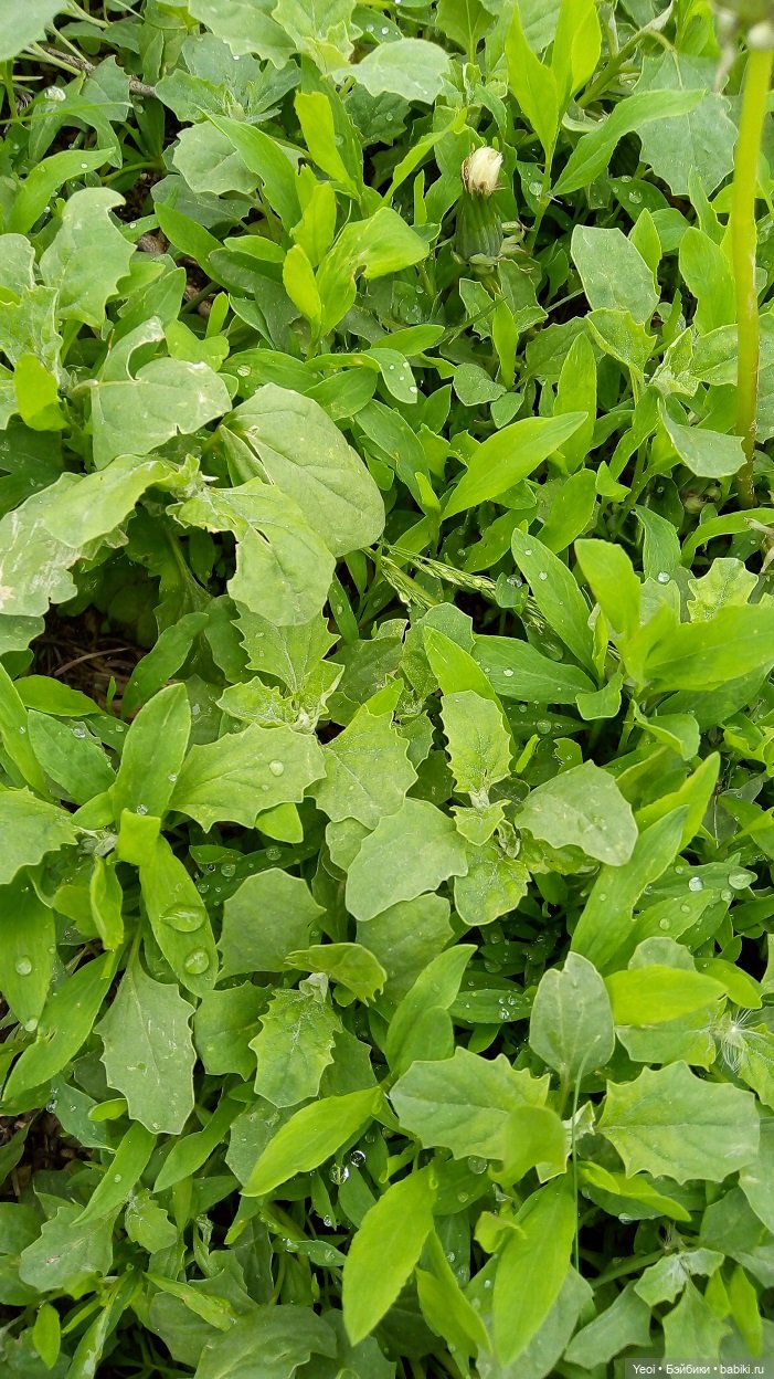 Прогулка сегодня: солнышко и дождик