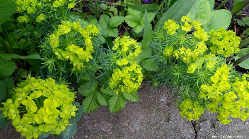 Прогулка сегодня: солнышко и дождик