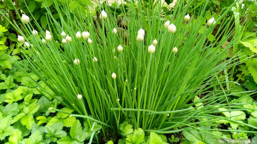 Прогулка сегодня: солнышко и дождик