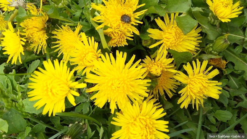 Прогулка сегодня: солнышко и дождик (фото 8)