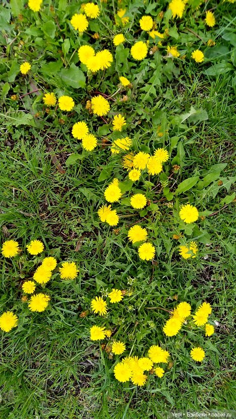 Прогулка сегодня: солнышко и дождик (фото 6)