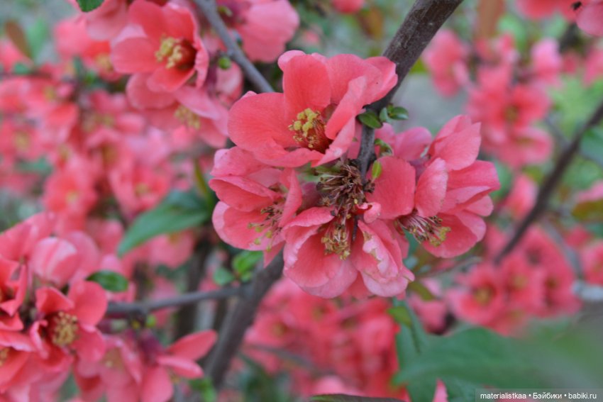 Весеннее цветение — Домашние фото авторских кукол: личные коллекции (фото 2)