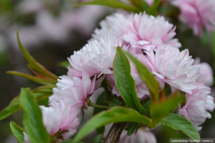 Весеннее цветение — Домашние фото авторских кукол: личные коллекции (фото 4)